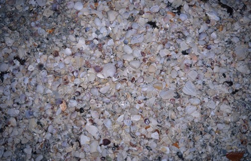 04-04 02 Shells on Beach 1