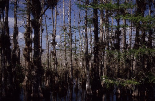 04-04 09 Mangrove Swamp 1