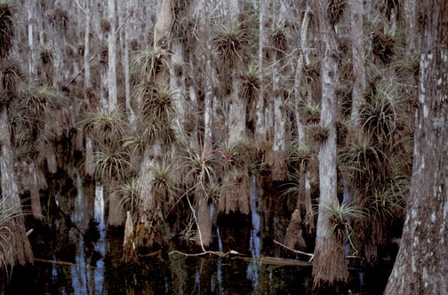 04-04 10 Mangrove Swamp 2