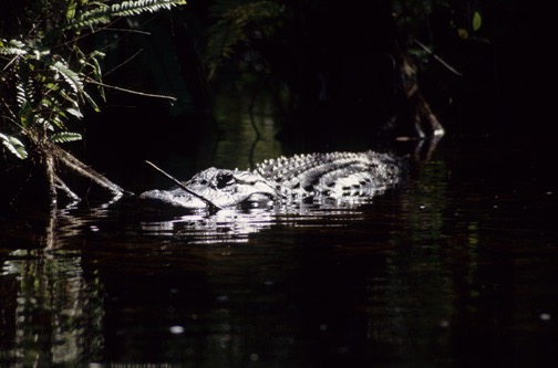 04-04 11 Allgator off Loop Road 1