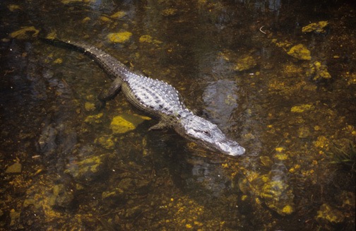 04-04 12 Allgator off Loop Road 2