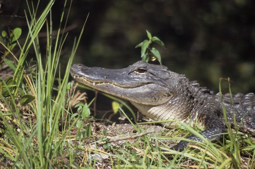 04-04 13 Allgator off Loop Road 3