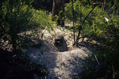 04-04 14 Tortugas at Beach