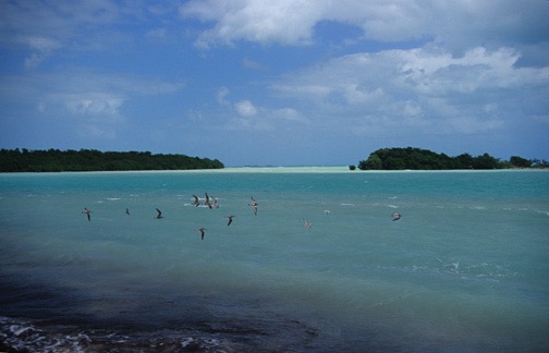 04-04 15 Terns over Atlantic Ocean
