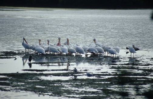 04-04 25 Pelicans