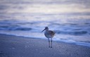 04-04 26 Sandpiper