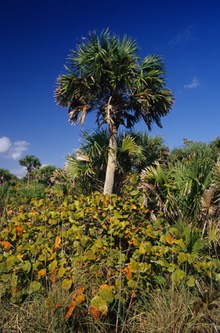 04-04 v04 Palm Tree
