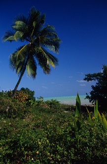 04-04 v19 Palm Tree