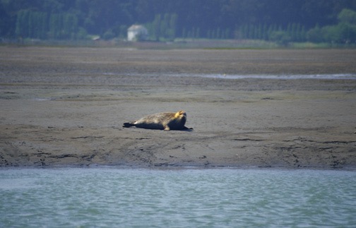 04-05 nCa 03 The Walrus