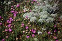 04-05 nCa 04 Flowers on the Cosast