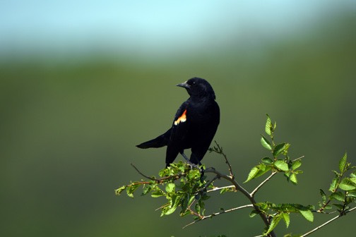 05-16_DSC_0084_Redwing Blackbird