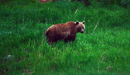 07-12 DSC 0017 Bow Lake Griz
