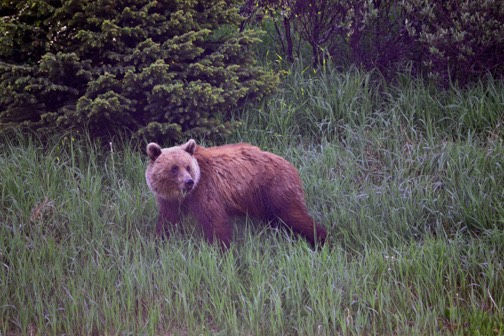 07-12 DSC 0222 Roadside Griz