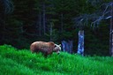 07-12 DSC 0297Bow Lake Grizz