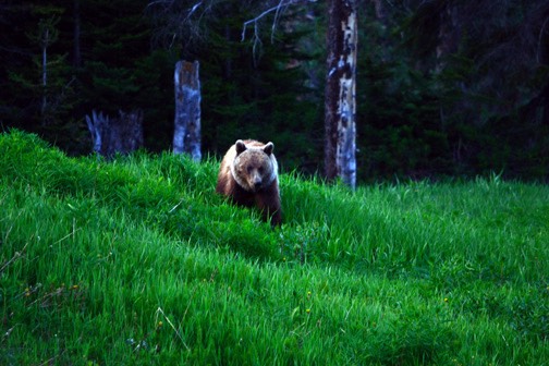07-12 DSC 0305 Bow Lake Grizz 2