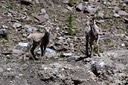 07-12 DSC 0401 Mountian Goats