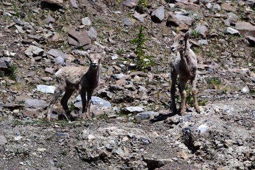 07-12 DSC 0401 Mountian Goats