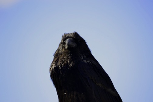07-12 DSC 0401 Tangle Ridge Raven