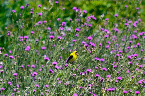 07-15_Yellow Canary_DSC_0292