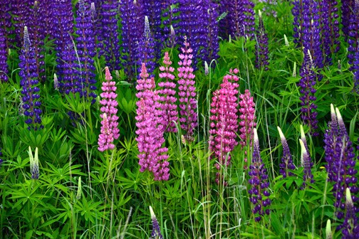 07=15_Roadside Lupines2_DSC_0194