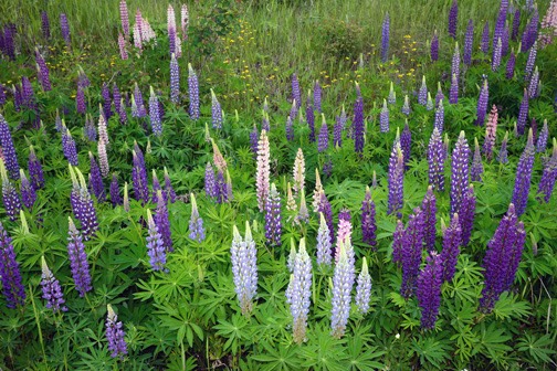 07=15_Roadside Lupines3_DSC_0194