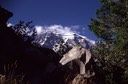 09-05 Wa 19 mount ranier 1 web