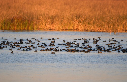 09-15_Coots_DSC_0006