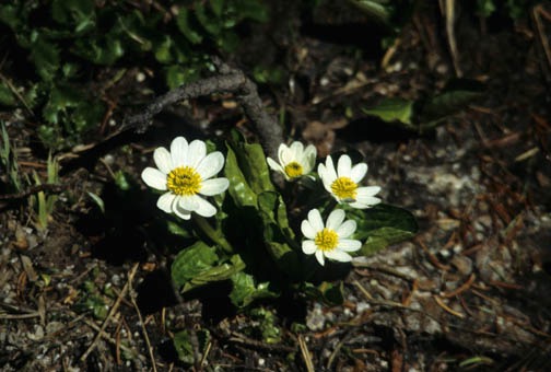 09-94 alpine flowers 2 lg