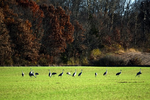 10-15_DSC_0042_Sandhill Cranes
