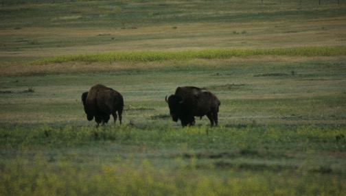 96-01 Buffalo