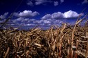 Field Corn