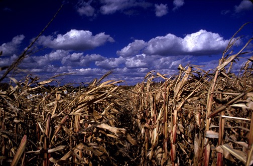 Field Corn