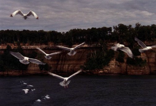 n PicturedRocksGulls