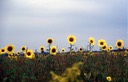 Sunflowers1