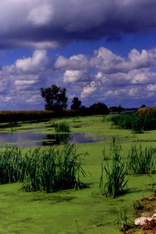 v horicon marsh summer
