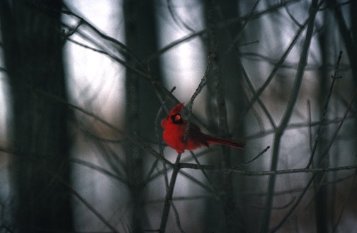 z cold cardinal1
