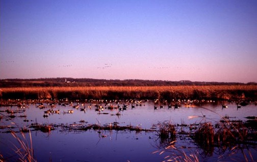z horicon marsh fall