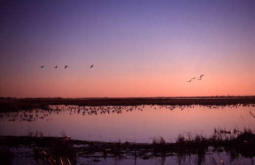 z horicon marsh sunset lg