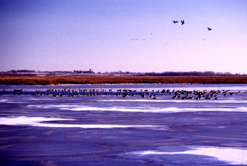 z horicon marsh winter