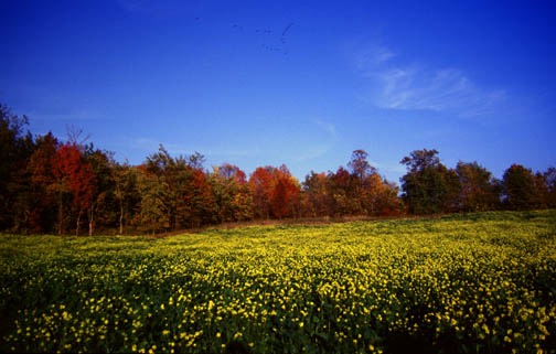 z mustard field lg