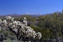 02-13_DSC_0092_Catalina Mts