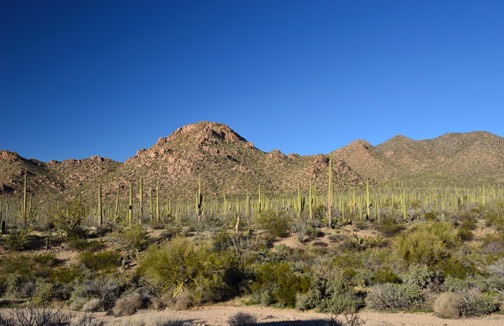 02-13_DSC_0130_Saguaro Forest 2