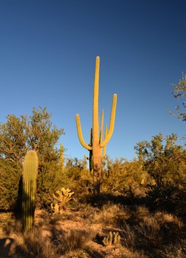 02-13_DSC_0157_Saguaro