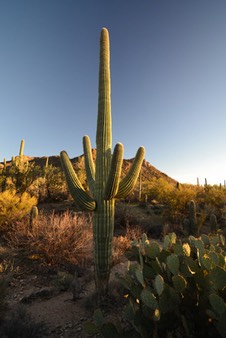 02-13_DSC_0165_Saguaro Cactus 1