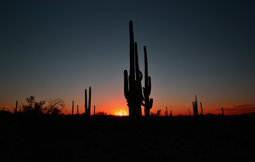 02-13_DSC_0187_Saguaro Sunset 4
