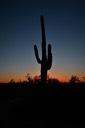 02-13_DSC_0193_Saguaro Cactus