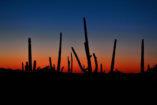 02-13_DSC_0219_Saguaro Cacti 1