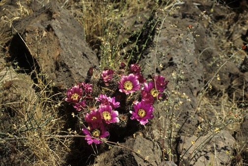 04-97 sea cacti fire aegate valley3