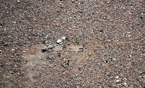 07-0-12 DSC 0534 Big Horn Sheep at Logan Pass
