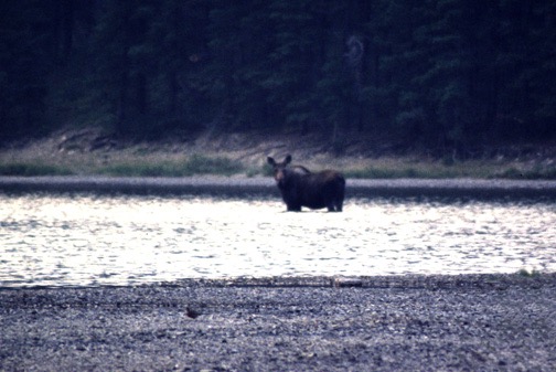 07-00 Fishercap Lake - Moose